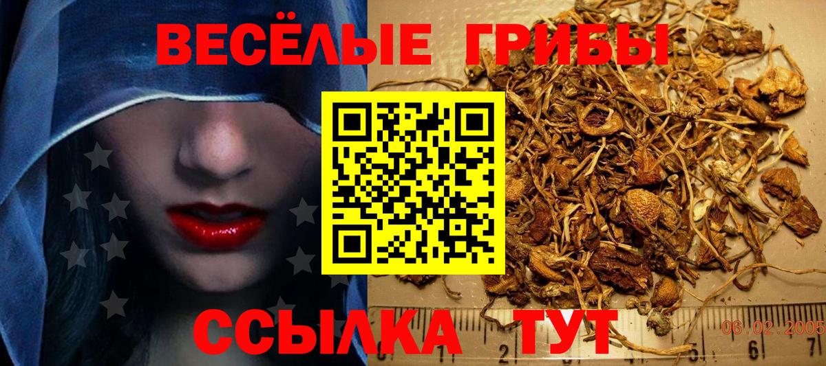 Галлюциногенные грибы Cubensis  где продают наркотики  Сосновый Бор  Вход с VPN 